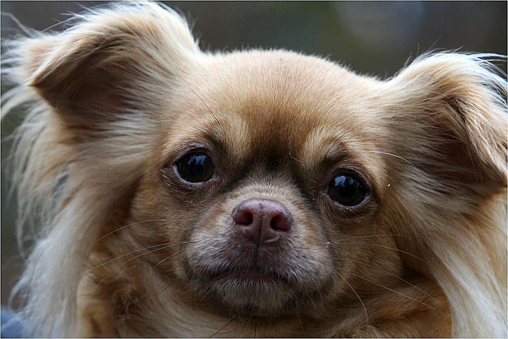 Kleine Chihuahua-Dame