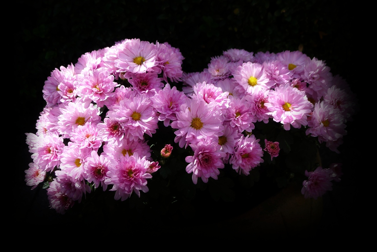 Kleine Chrysanthemen