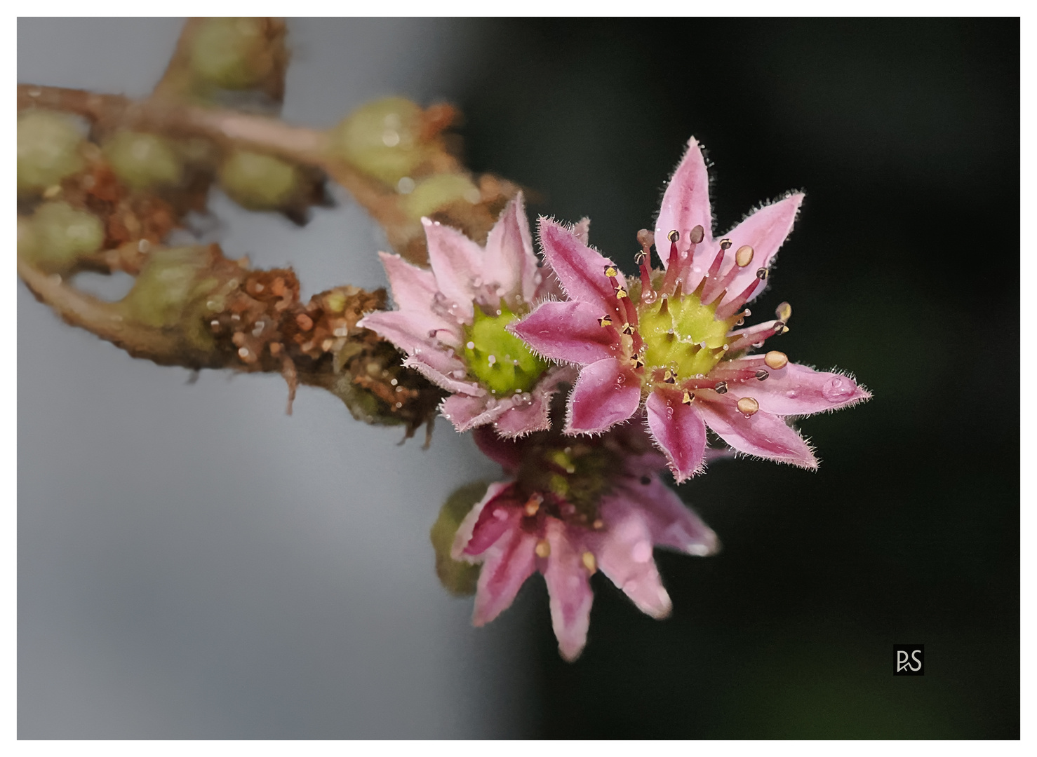 Kleine Dachwurz-Blüten