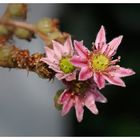 Kleine Dachwurz-Blüten