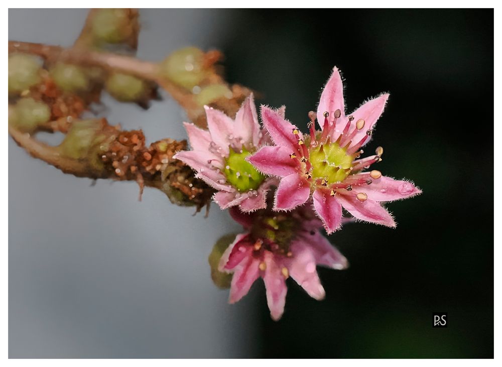 Kleine Dachwurz-Blüten