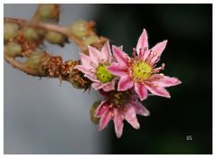 Kleine Dachwurz-Blüten