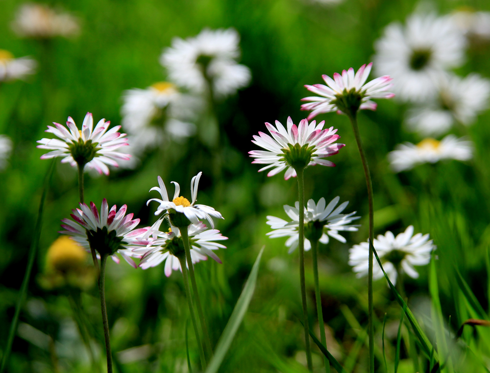 Kleine Daisies auf der Wiese