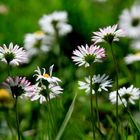 Kleine Daisies auf der Wiese