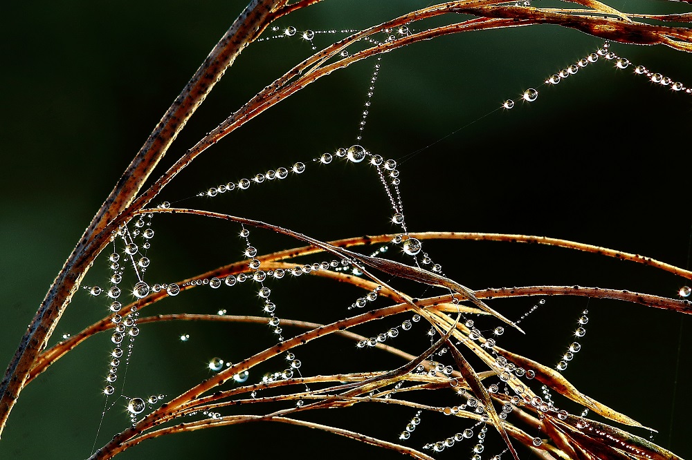 kleine Diamanten der Vergänglichkeit