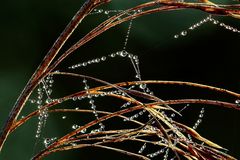 kleine Diamanten der Vergänglichkeit