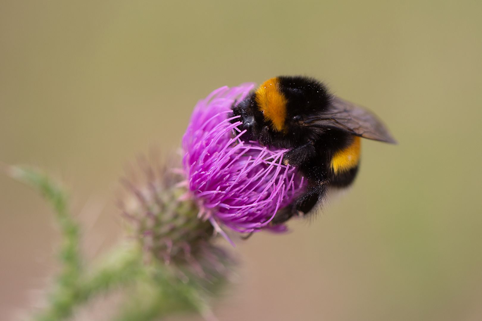 Kleine dicke Hummel