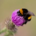 Kleine dicke Hummel