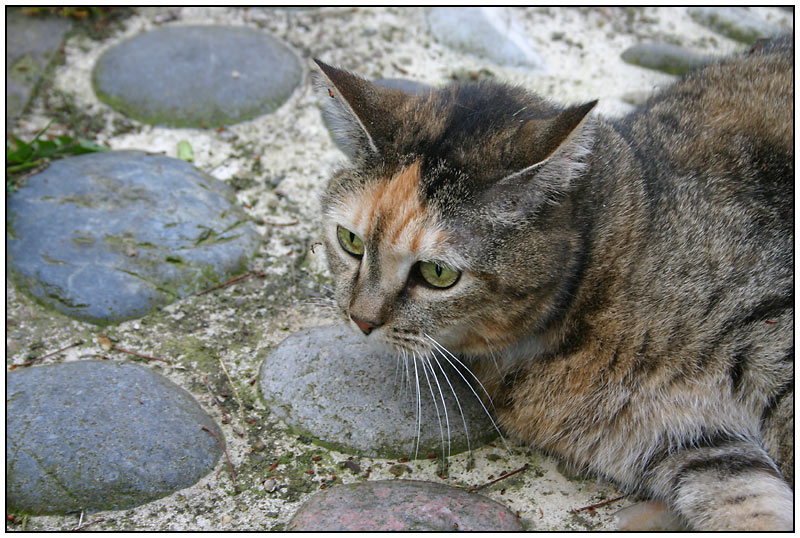 Kleine dicke Katze Jerry...