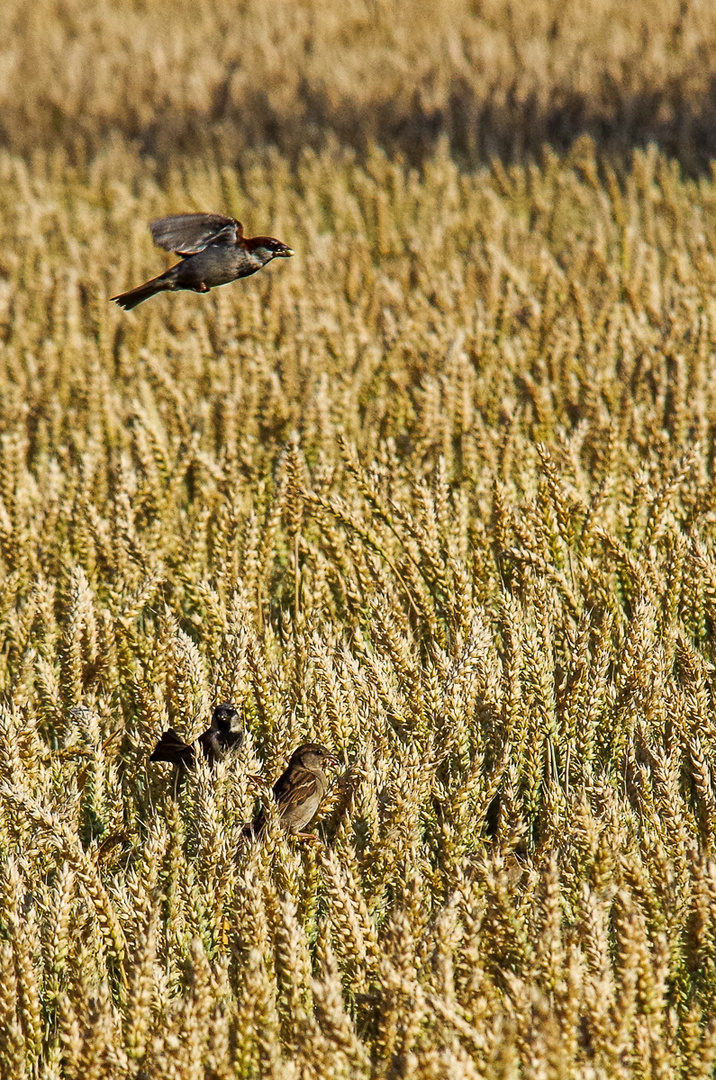 Kleine Diebe