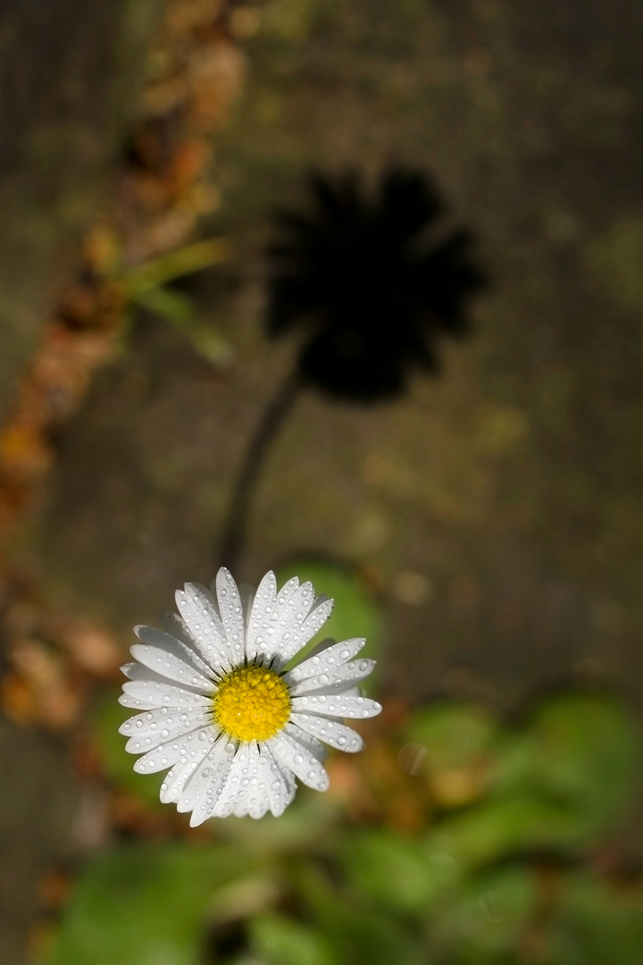 kleine Dinge, grosse Schatten 