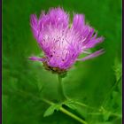 Kleine Distel  