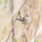 kleine Dorngrasmücke :-) , + 2 Bilder