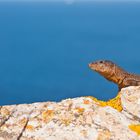 Kleine Drachen auf der Dracheninsel (Mallorca)