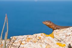 Kleine Drachen auf der Dracheninsel (Mallorca)