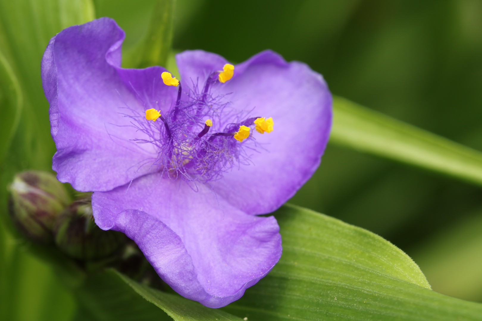 Kleine Dreimasterblume