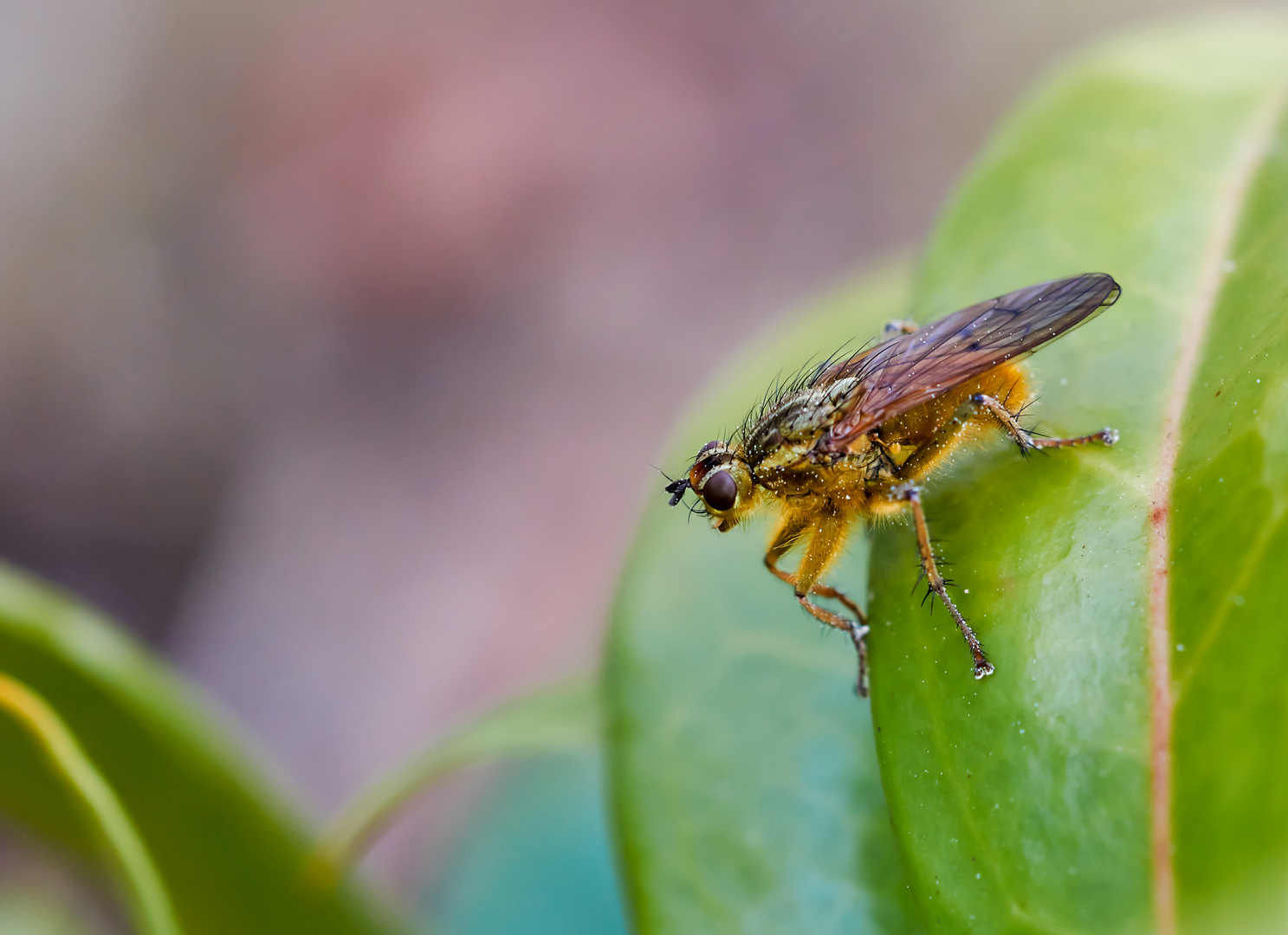 Kleine Dungfliege 