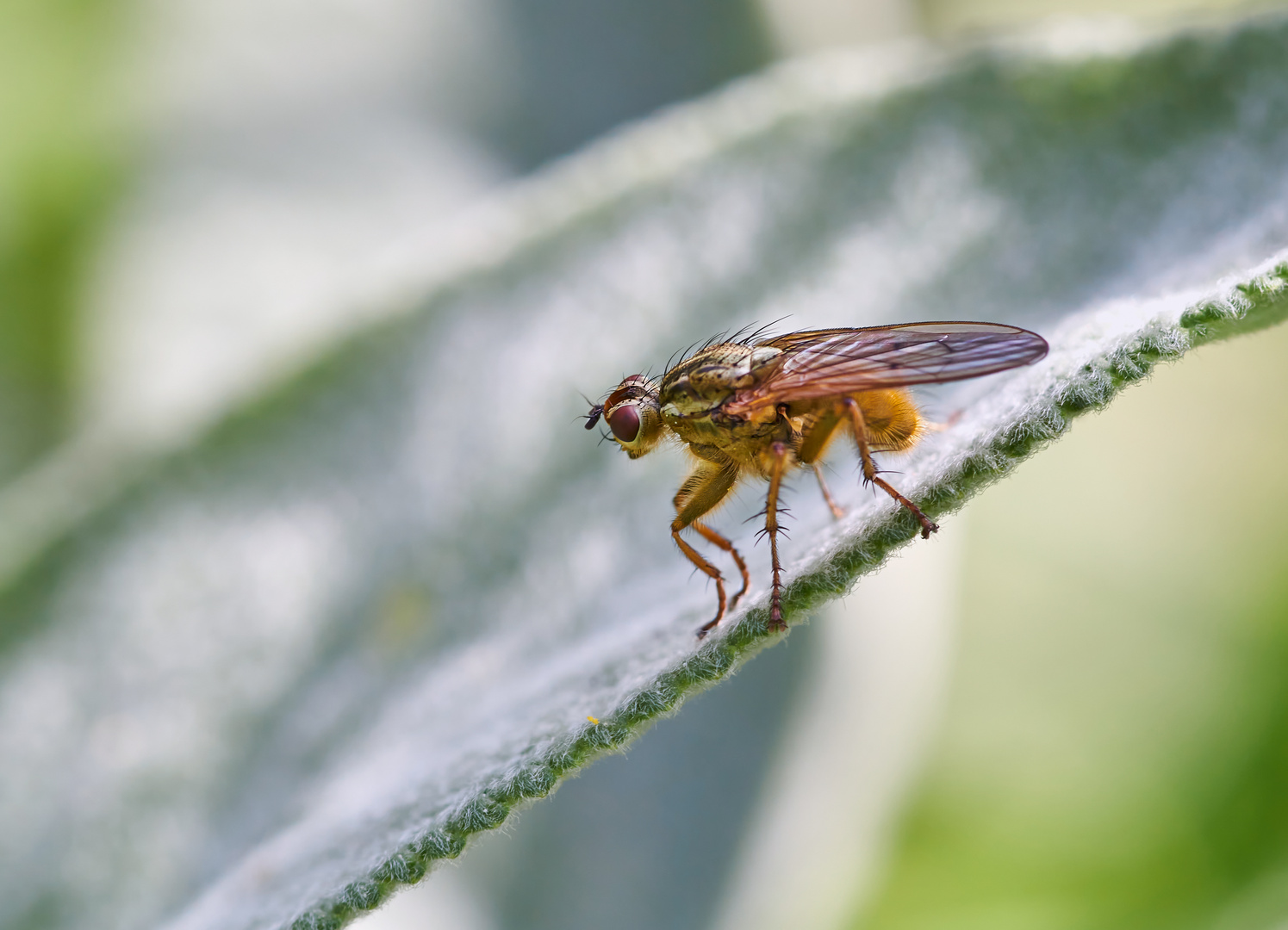 Kleine Dungfliege