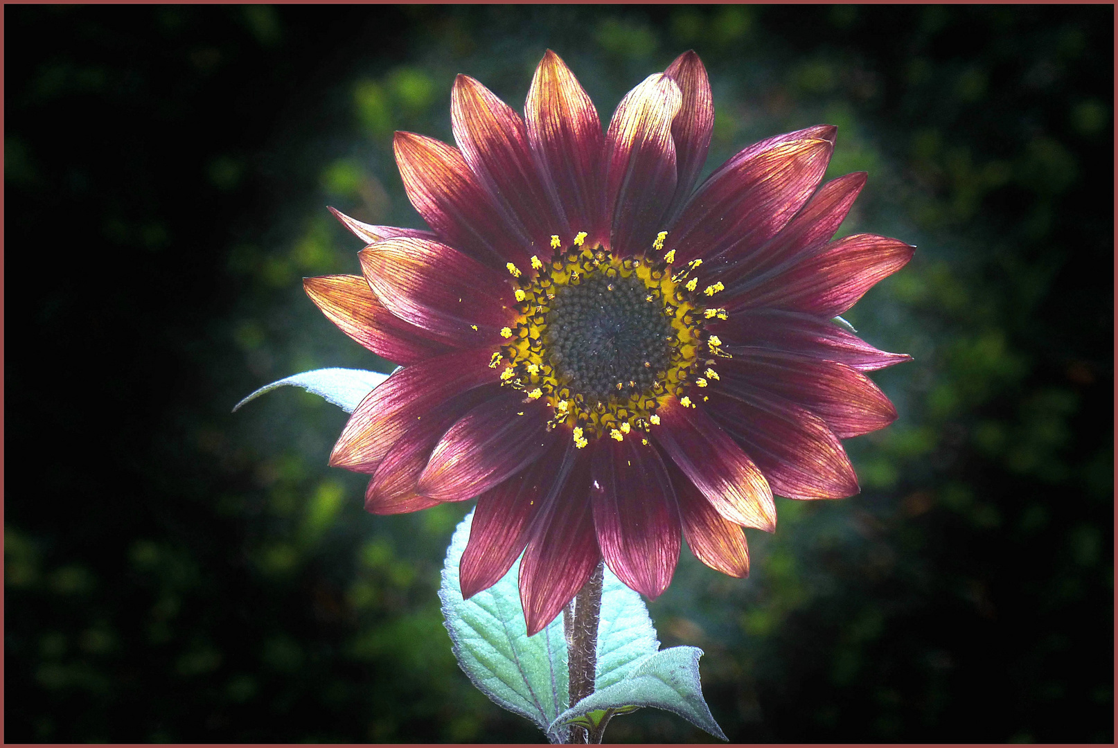 Kleine dunkelrote Sonnenblume