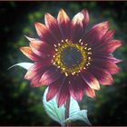 Kleine dunkelrote Sonnenblume