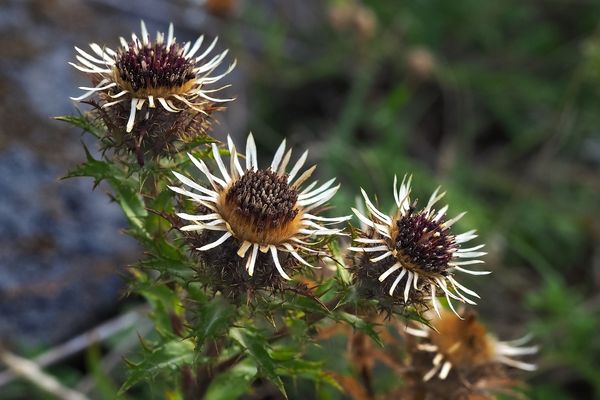 Kleine Eberwurz-Golddistel