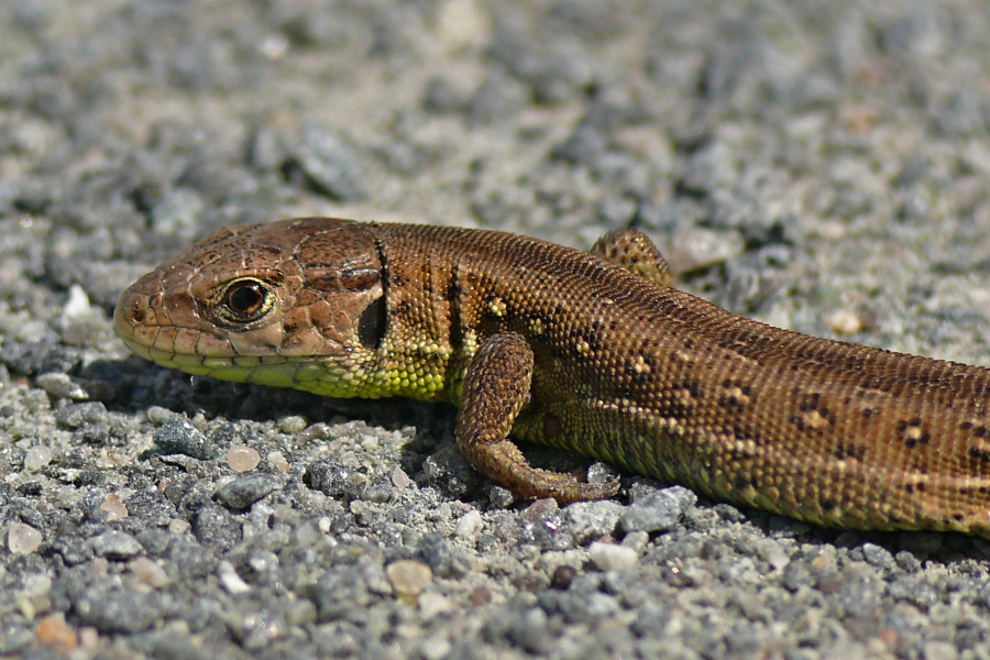 Kleine Echse am Wegesrand