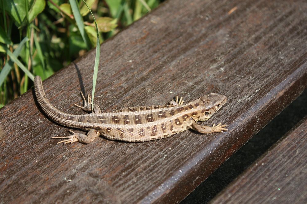 kleine Echse auf der Parkbank Foto & Bild natur, landschaft, tiere Bilder auf