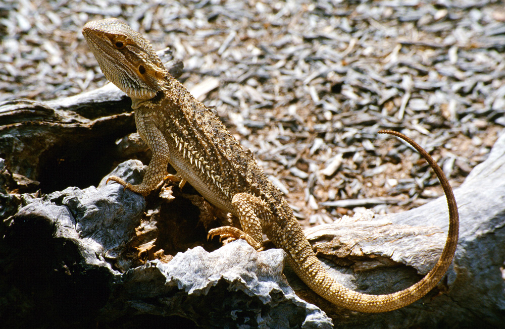 kleine Echse im Outback von Australien Foto & Bild tiere, wildlife