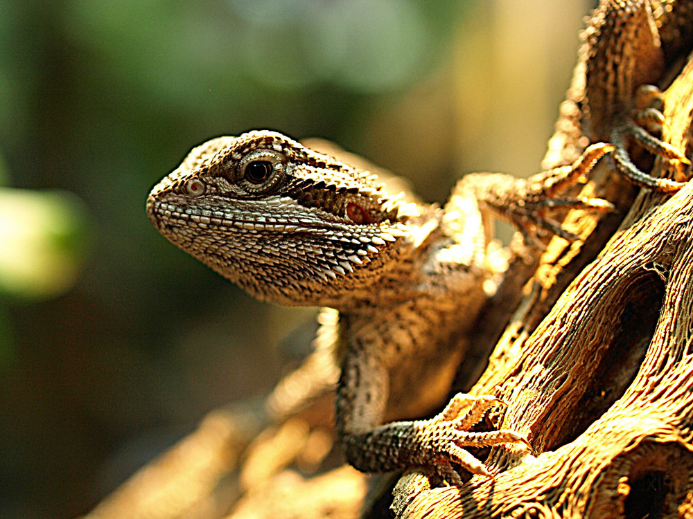 Kleine Echse - Portrait