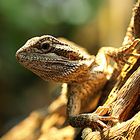 Kleine Echse - Portrait