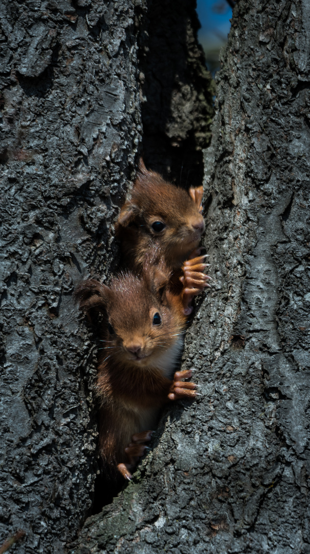 Kleine Eichhörnchen am erkunden 2