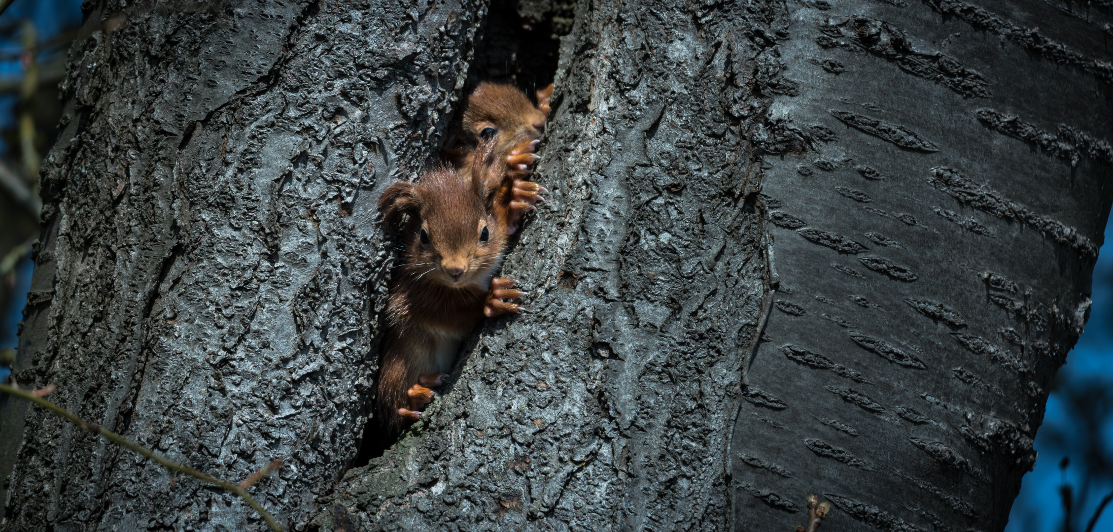 Kleine Eichhörnchen am erkunden