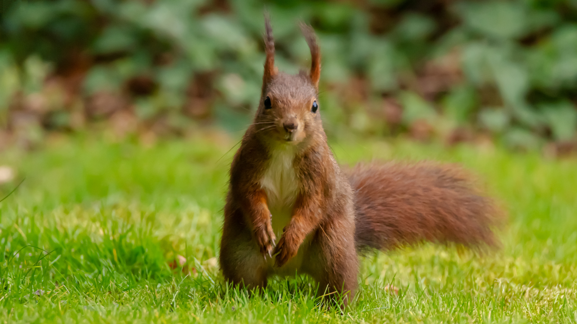 kleine Eichhörnchen