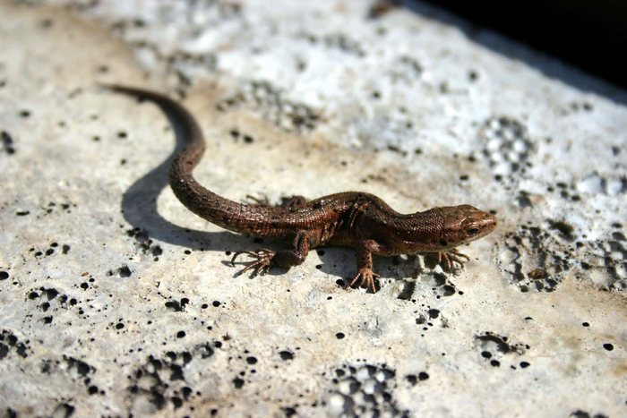 Kleine Eidechse Foto & Bild tiere, wildlife, amphibien & reptilien