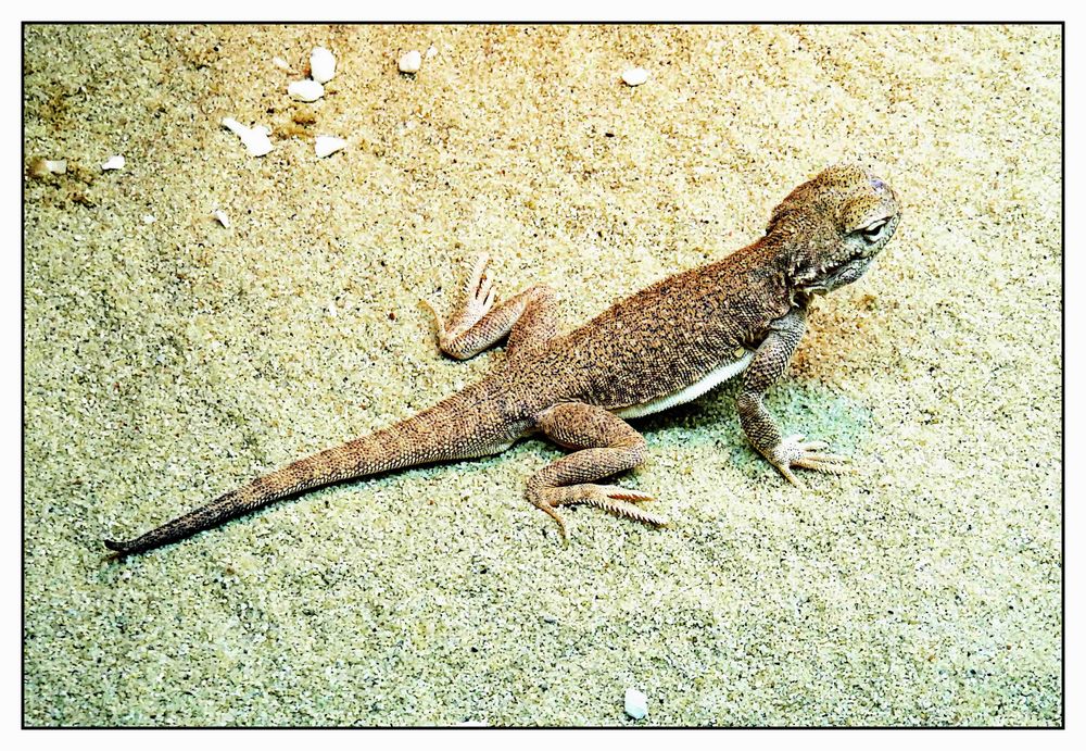 Kleine Eidechse Foto & Bild | tiere, zoo, wildpark & falknerei, amphibien & reptilien Bilder auf ...