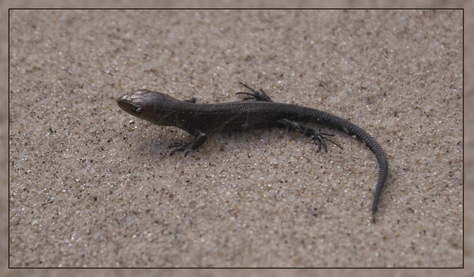 Kleine Eidechse am Strand von Uggerby / DK