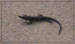 Kleine Eidechse am Strand von Uggerby / DK