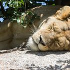 kleine Eidechse auf Beutejagd