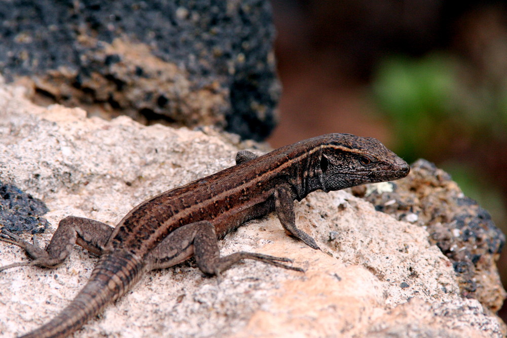 Kleine Eidechse auf El Hierro