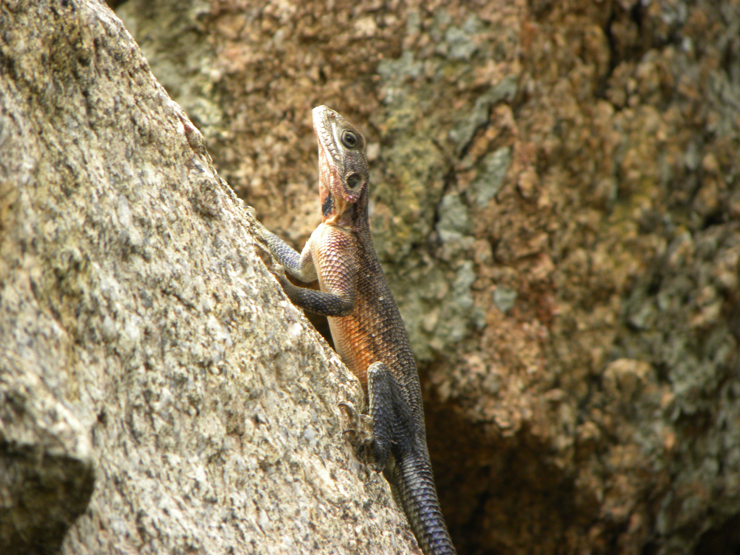 Kleine Eidechse im Serengeti-Nationalpark