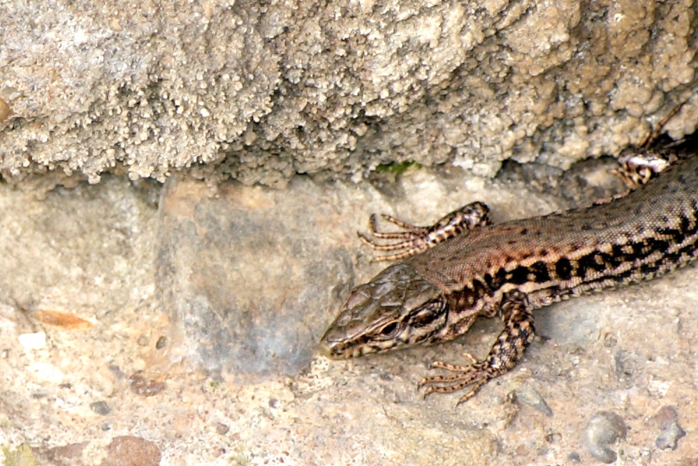 Kleine Eidechse im Weinberg