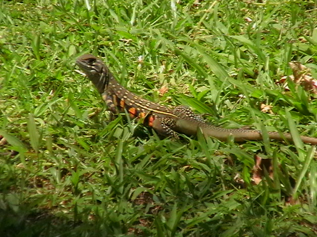 Kleine Eidechse in Malaysia