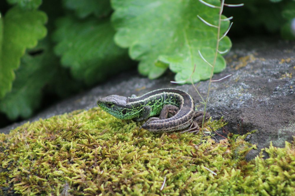 Kleine Eidechse, Little lizard