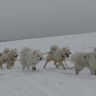 K(l)eine Eisbären ??