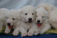 Kleine Eisbären oder doch Hundebabys ?