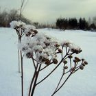 kleine Eisblumen Part II