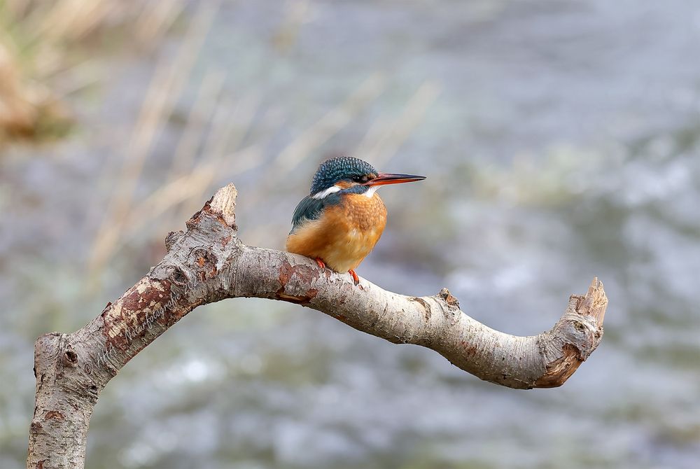 Kleine Eisvogeldame auf ihrem Ast