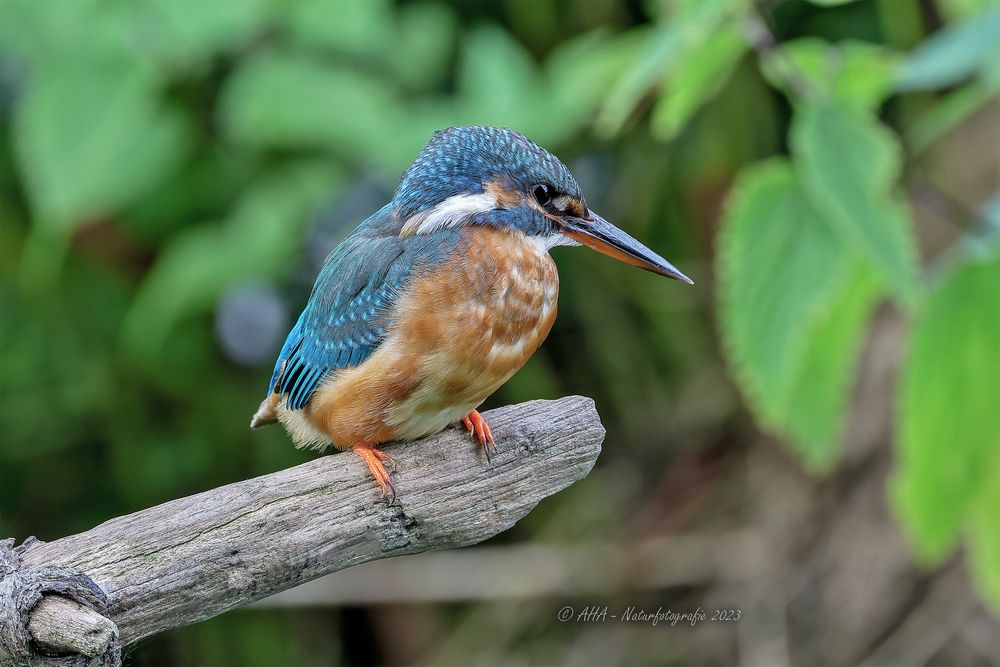 Kleine Eisvogeldame