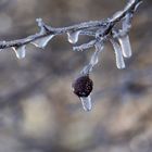 Kleine Eiszapfen