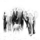 Kleine Elefantenfamilie